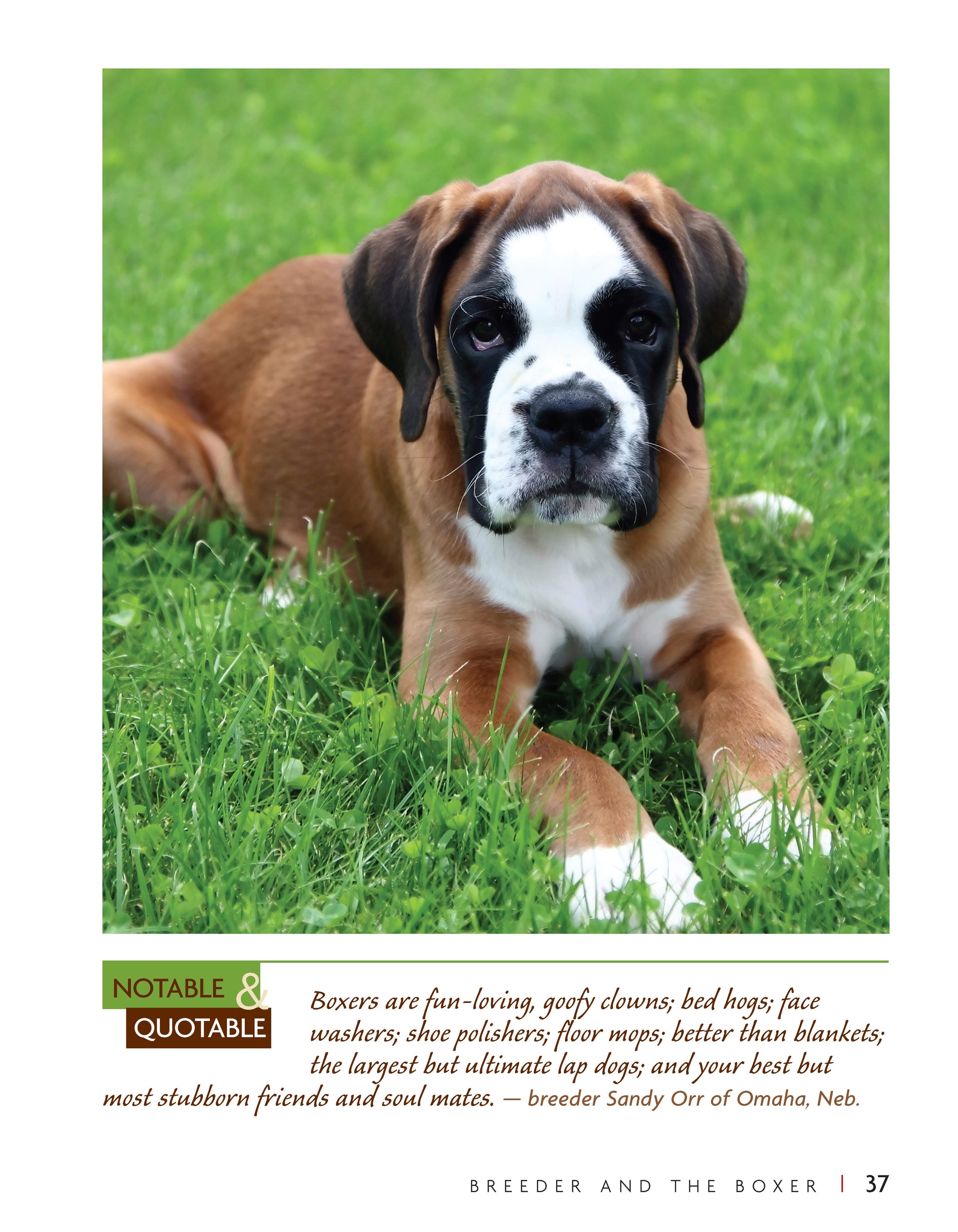 Boxer