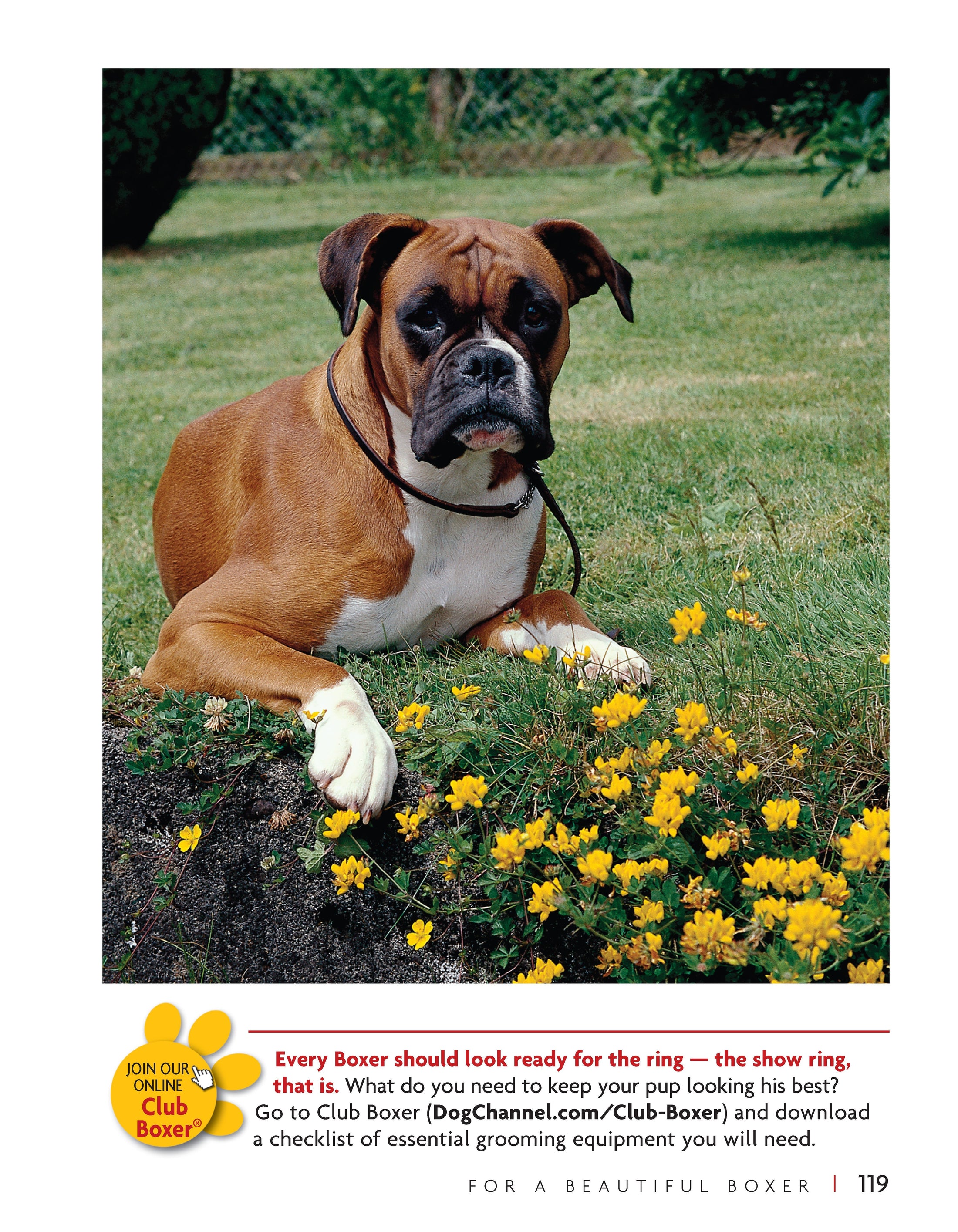 Boxer