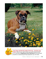 Boxer