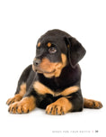 Load image into Gallery viewer, Rottweiler
