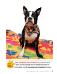 Load image into Gallery viewer, Boston Terrier

