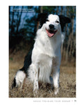 Load image into Gallery viewer, Border Collie | Paperback
