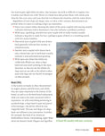 Load image into Gallery viewer, The Rescued Dog Problem Solver
