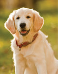 Load image into Gallery viewer, Dr. Khalsa's Natural Dog
