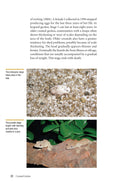 Load image into Gallery viewer, Crested Geckos
