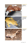Load image into Gallery viewer, Crested Geckos
