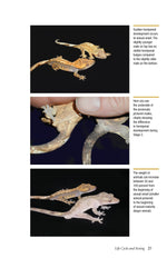 Crested Geckos