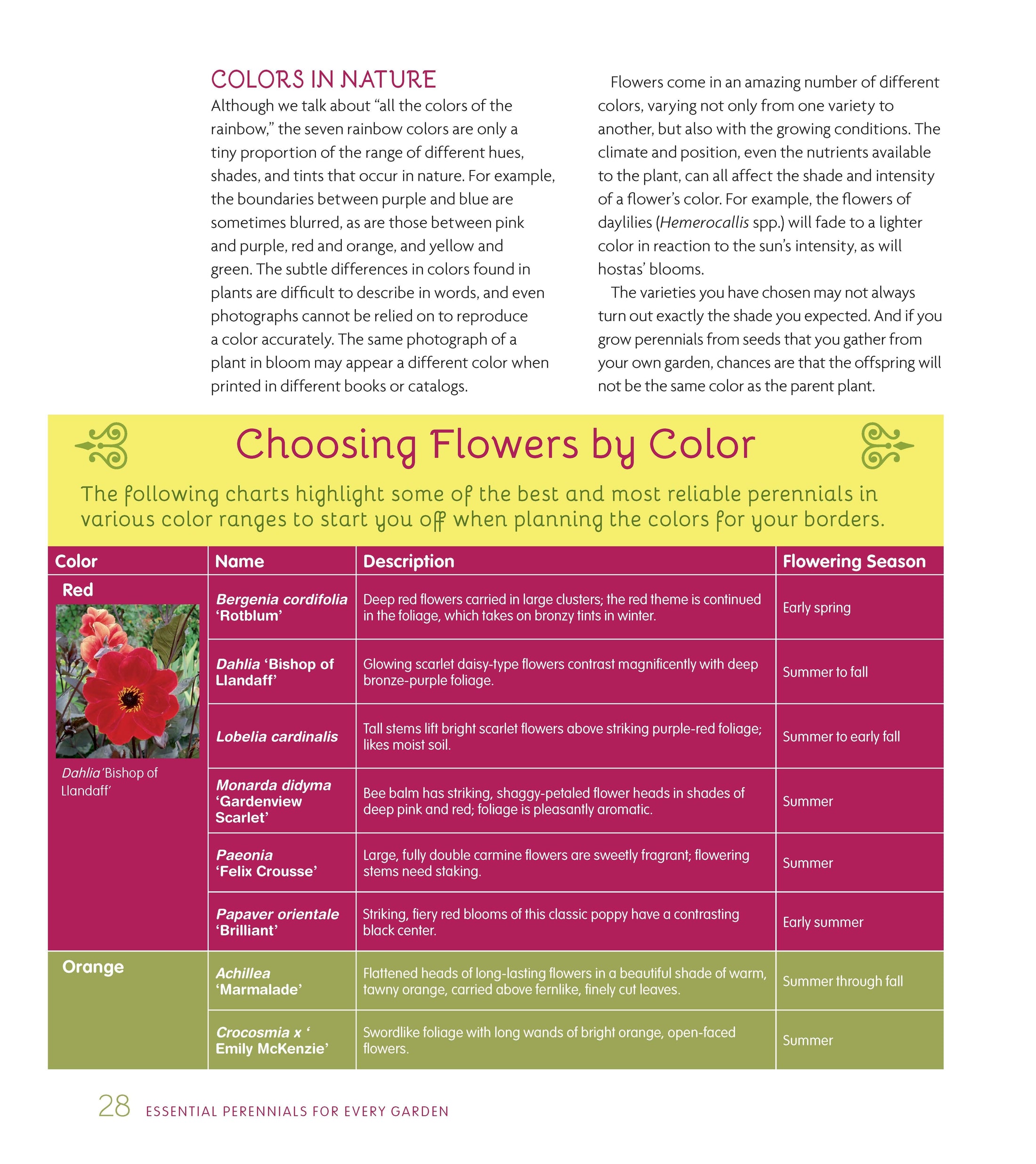 Essential Perennials for Every Garden