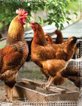 Load image into Gallery viewer, The Suburban Chicken
