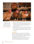 Load image into Gallery viewer, The Suburban Chicken
