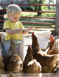 Load image into Gallery viewer, The Suburban Chicken
