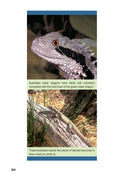 Load image into Gallery viewer, Green Water Dragons
