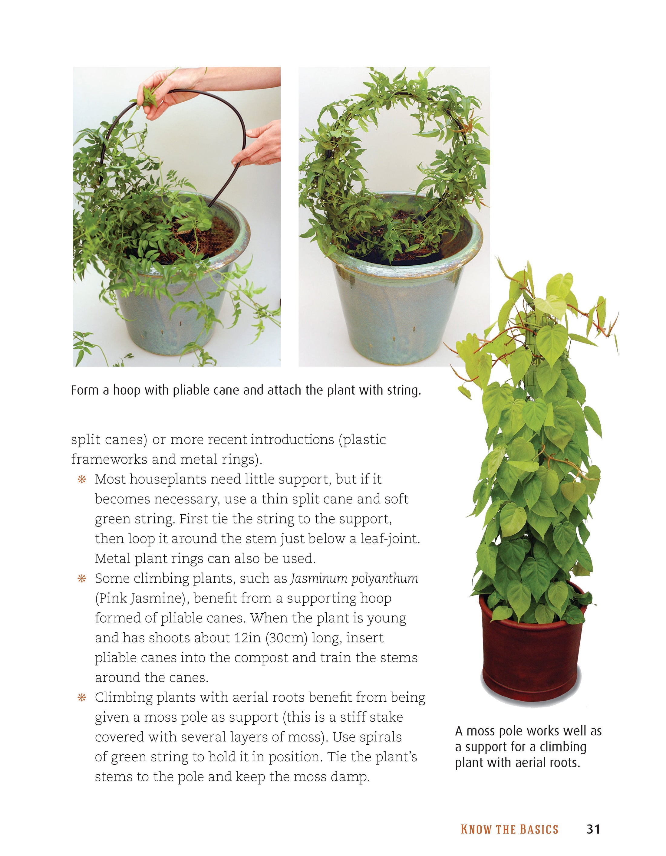 Houseplant Handbook