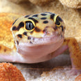 Load image into Gallery viewer, The Leopard Gecko Manual
