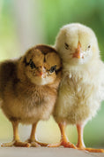Load image into Gallery viewer, Hen and the Art of Chicken Maintenance
