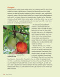 Load image into Gallery viewer, Urban Farming 2nd Ed
