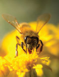 Load image into Gallery viewer, Honey Bee Hobbyist, 2nd Edition
