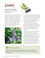 Growing Your Own Tea Garden