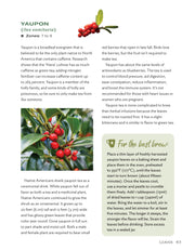 Growing Your Own Tea Garden