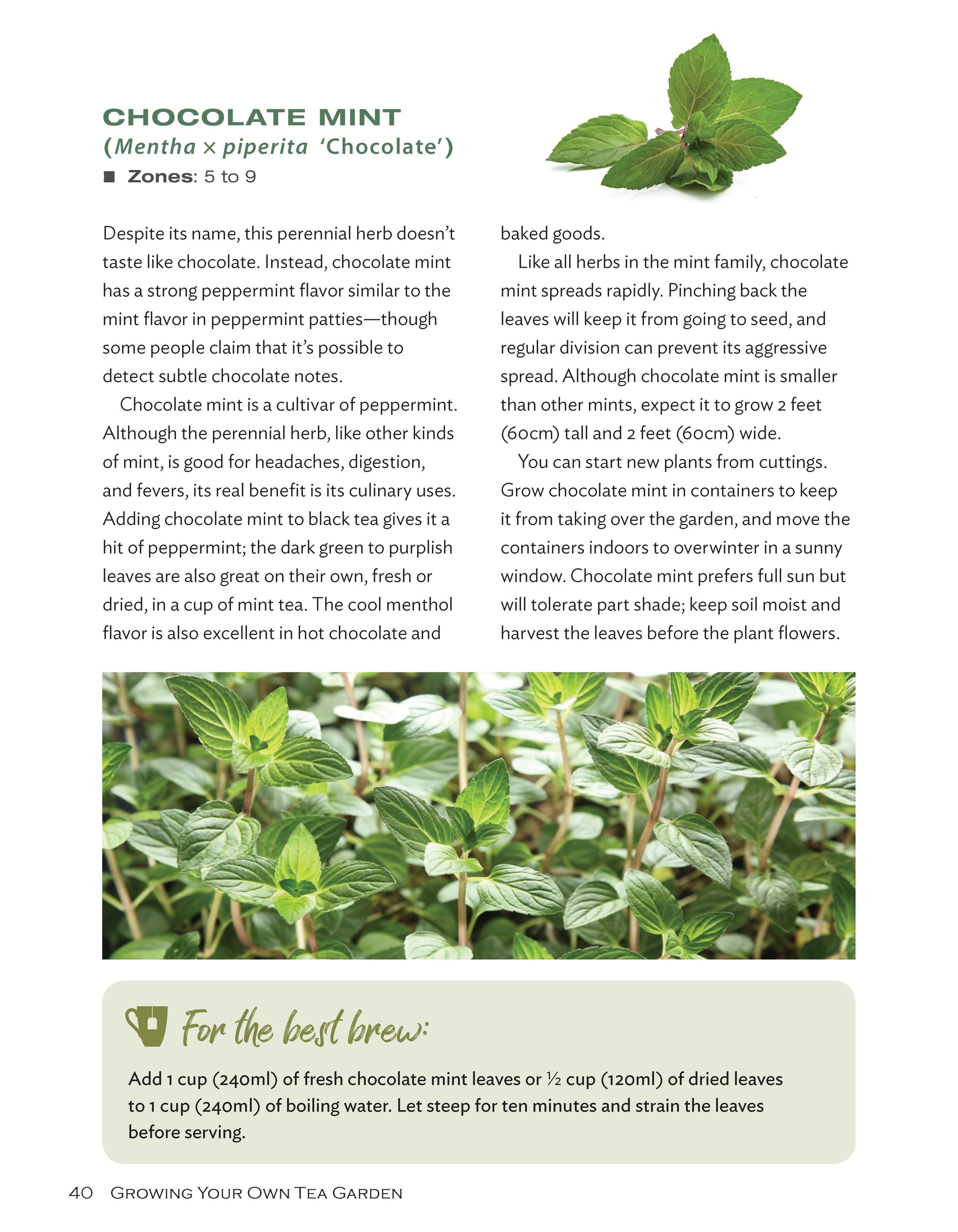 Growing Your Own Tea Garden