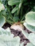 Load image into Gallery viewer, Growing Winter Food
