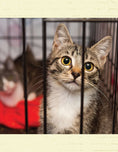 Load image into Gallery viewer, For the Love of Rescue Cats
