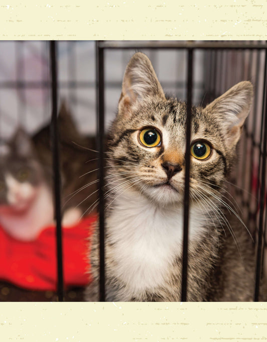 For the Love of Rescue Cats