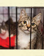 For the Love of Rescue Cats