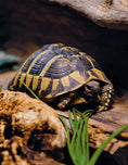 Load image into Gallery viewer, Can I Keep It? Small Pets Guide
