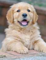Ultimate Guide to Dog Training