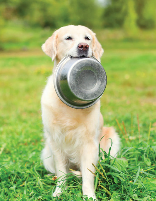 The Ultimate Guide to Dog Care