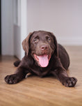 Load image into Gallery viewer, The Ultimate Guide to Dog Care
