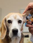 Load image into Gallery viewer, The Ultimate Guide to Dog Care
