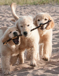 Load image into Gallery viewer, The New Complete Dog Book

