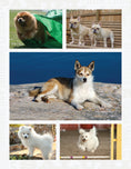 Load image into Gallery viewer, The New Complete Dog Book

