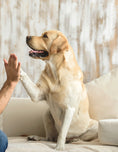 Load image into Gallery viewer, Turning Fierce Dogs Friendly
