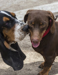 Load image into Gallery viewer, Turning Fierce Dogs Friendly
