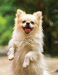 Load image into Gallery viewer, The Allergic Pet
