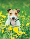 Load image into Gallery viewer, The Allergic Pet
