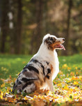 Load image into Gallery viewer, Ultimate Guide to Dog Training
