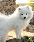 Load image into Gallery viewer, New Complete Dog Book, The, 23rd Edition

