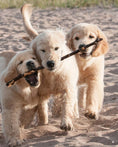 Load image into Gallery viewer, New Complete Dog Book, The, 23rd Edition
