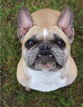 Load image into Gallery viewer, Positive Training for Aggressive and Reactive Dogs
