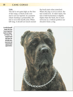 Cane Corso