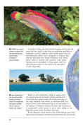 Load image into Gallery viewer, Cichlids (PB)
