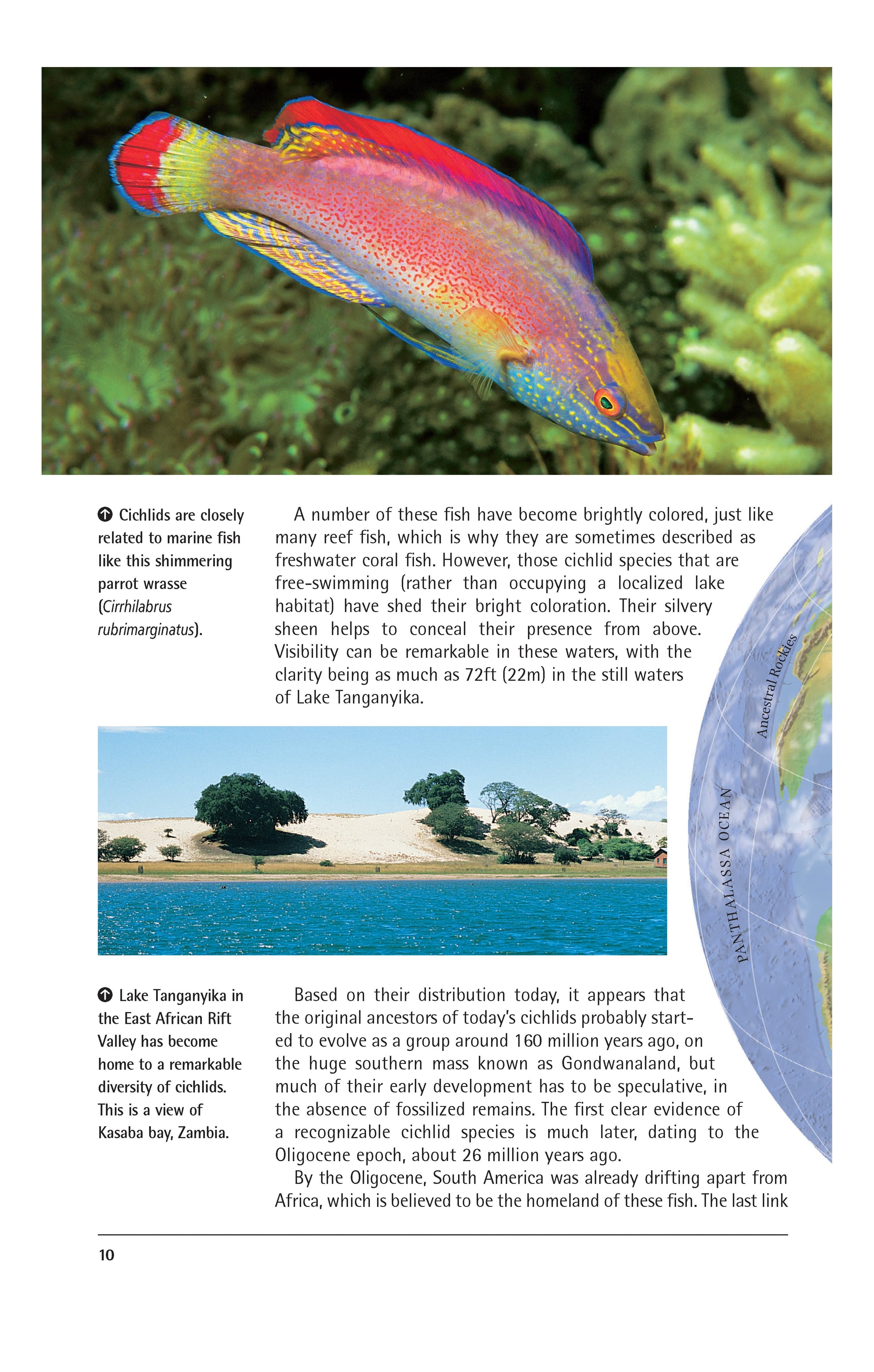 Cichlids (PB)