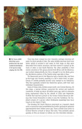 Load image into Gallery viewer, Cichlids (PB)
