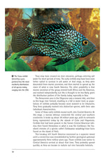 Cichlids (PB)