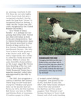 Load image into Gallery viewer, Rat Terrier (PB)
