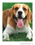Load image into Gallery viewer, Beagle
